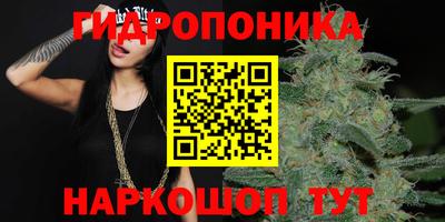 кокс Гатчина